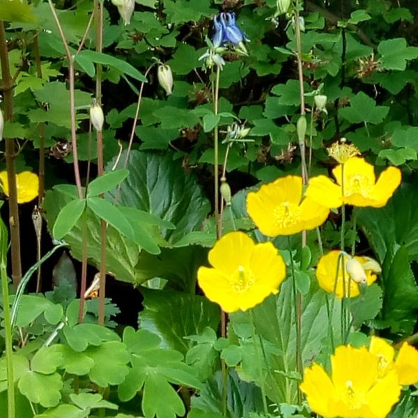 100758417_114930766896454_8068018713174999040_n