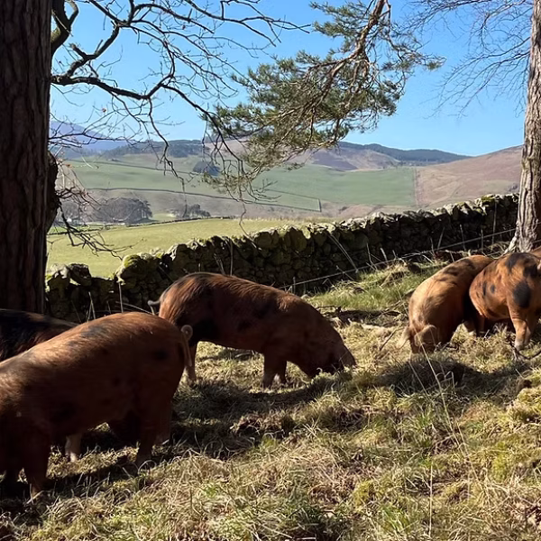 8a0302_b189d83c24034c6fac8d21b3be05bf56~mv2