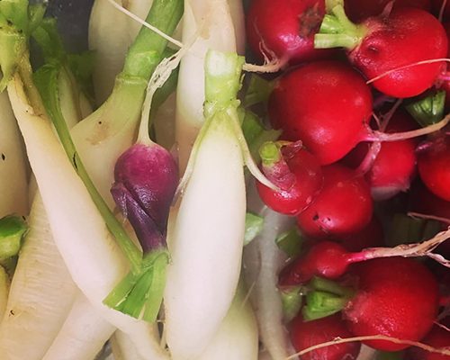 Fennel & Clove Wedding Catering & Sepcial Event Catering - Cumbria, The Lake District & southern scotland - Fresh locally sourced vegetables